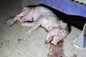 Dead piglet in aisle, blood smeared on floor - Australian pig farming - Captured at Golden Grove Piggery, Young NSW Australia.