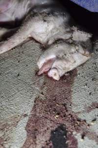 Dead piglet in aisle, blood smeared on floor - Australian pig farming - Captured at Golden Grove Piggery, Young NSW Australia.