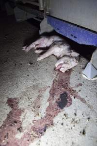 Dead piglet in aisle, blood smeared on floor - Australian pig farming - Captured at Golden Grove Piggery, Young NSW Australia.