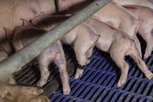 Piglets after tails cut - Australian pig farming - Captured at Golden Grove Piggery, Young NSW Australia.