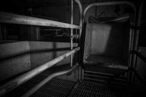 Feed tray in empty farrowing crate - Australian pig farming - Captured at Golden Grove Piggery, Young NSW Australia.