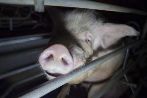 Exhausted sow - Australian pig farming - Captured at Golden Grove Piggery, Young NSW Australia.