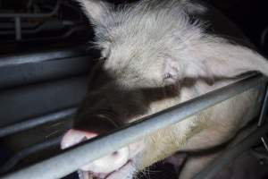 Exhausted sow - Australian pig farming - Captured at Golden Grove Piggery, Young NSW Australia.