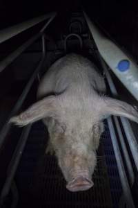 Sow in farrowing crate - Australian pig farming - Captured at Golden Grove Piggery, Young NSW Australia.