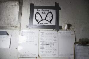 Ear marking chart and treatment guides - Australian pig farming - Captured at Golden Grove Piggery, Young NSW Australia.