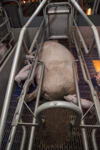 Farrowing crates at Golden Grove Piggery NSW - Australian pig farming - Captured at Golden Grove Piggery, Young NSW Australia.