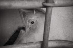 Sow's eye - Australian pig farming - Captured at Golden Grove Piggery, Young NSW Australia.