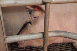 Farrowing crates at Golden Grove Piggery NSW - Australian pig farming - Captured at Golden Grove Piggery, Young NSW Australia.