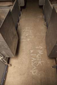 Chalking on floor - Australian pig farming - Captured at Golden Grove Piggery, Young NSW Australia.