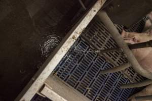 Water pipe leaking - Australian pig farming - Captured at Golden Grove Piggery, Young NSW Australia.