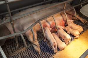 Sow with red rashes on teats - Australian pig farming - Captured at Golden Grove Piggery, Young NSW Australia.