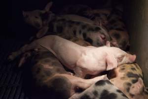 Spotty piglets - Australian pig farming - Captured at Golden Grove Piggery, Young NSW Australia.