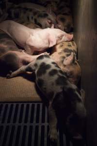 Spotty piglets - Australian pig farming - Captured at Golden Grove Piggery, Young NSW Australia.