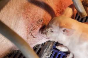 Piglet suckling from teat with red rash - Australian pig farming - Captured at Golden Grove Piggery, Young NSW Australia.