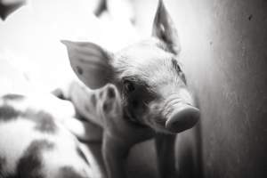 Farrowing crates at Golden Grove Piggery NSW - Australian pig farming - Captured at Golden Grove Piggery, Young NSW Australia.