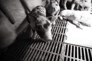 Farrowing crates at Golden Grove Piggery NSW - Australian pig farming - Captured at Golden Grove Piggery, Young NSW Australia.