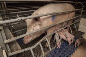 Farrowing crates at Golden Grove Piggery NSW - Australian pig farming - Captured at Golden Grove Piggery, Young NSW Australia.