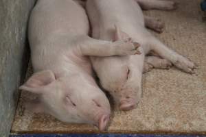Piglets sleeping together - Australian pig farming - Captured at Golden Grove Piggery, Young NSW Australia.