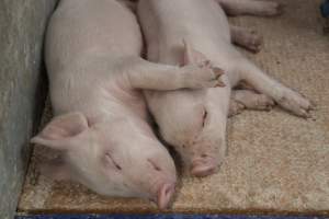 Piglets sleeping together - Australian pig farming - Captured at Golden Grove Piggery, Young NSW Australia.