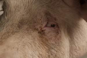 Sow's eye - Australian pig farming - Captured at Golden Grove Piggery, Young NSW Australia.