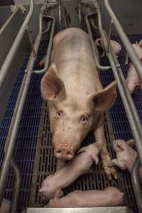 Farrowing crates at Golden Grove Piggery NSW - Australian pig farming - Captured at Golden Grove Piggery, Young NSW Australia.