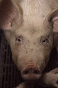 Sow's face - Australian pig farming - Captured at Golden Grove Piggery, Young NSW Australia.