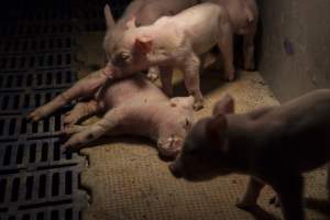 Sick piglet - Australian pig farming - Captured at Golden Grove Piggery, Young NSW Australia.