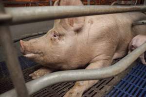 Farrowing crates at Golden Grove Piggery NSW - Australian pig farming - Captured at Golden Grove Piggery, Young NSW Australia.