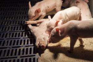 Sick piglet - Australian pig farming - Captured at Golden Grove Piggery, Young NSW Australia.