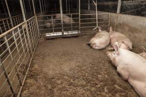 Group sow housing - Australian pig farming - Captured at Golden Grove Piggery, Young NSW Australia.