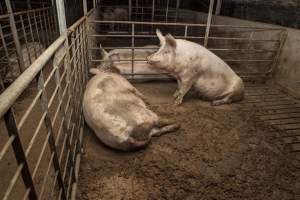 Sows living in excrement - Australian pig farming - Captured at Golden Grove Piggery, Young NSW Australia.