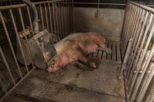 Boar in pen - Australian pig farming - Captured at Golden Grove Piggery, Young NSW Australia.