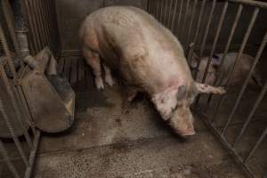 Boar in pen - Australian pig farming - Captured at Golden Grove Piggery, Young NSW Australia.