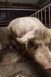 Boar in pen - Australian pig farming - Captured at Golden Grove Piggery, Young NSW Australia.