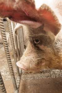 Boar in pen - Australian pig farming - Captured at Golden Grove Piggery, Young NSW Australia.