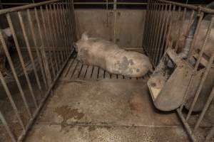 Boar in pen - Australian pig farming - Captured at Golden Grove Piggery, Young NSW Australia.