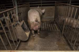 Boar in pen - Australian pig farming - Captured at Golden Grove Piggery, Young NSW Australia.