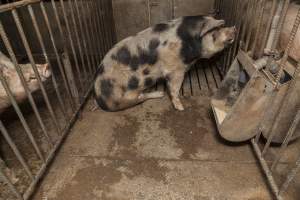 Boar in pen - Australian pig farming - Captured at Golden Grove Piggery, Young NSW Australia.