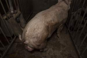 Boar in pen - Australian pig farming - Captured at Golden Grove Piggery, Young NSW Australia.