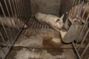 Boar in pen - Australian pig farming - Captured at Golden Grove Piggery, Young NSW Australia.