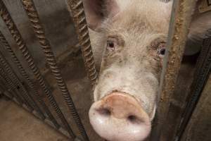 Boar poking head through bars - Australian pig farming - Captured at Golden Grove Piggery, Young NSW Australia.