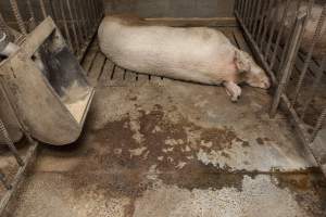 Boar in pen - Australian pig farming - Captured at Golden Grove Piggery, Young NSW Australia.