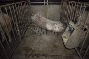 Boar in pen - Australian pig farming - Captured at Golden Grove Piggery, Young NSW Australia.