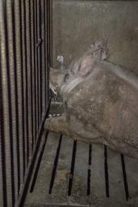 Boar in pen - Australian pig farming - Captured at Golden Grove Piggery, Young NSW Australia.