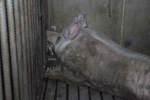 Boar in pen - Australian pig farming - Captured at Golden Grove Piggery, Young NSW Australia.