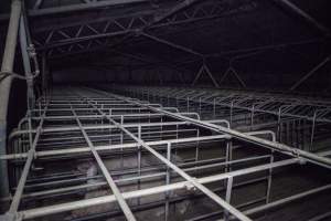 Sows in converted sow stalls with group area at back - Australian pig farming - Captured at Golden Grove Piggery, Young NSW Australia.