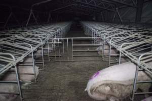 Sows in converted sow stalls with group area at back - Australian pig farming - Captured at Golden Grove Piggery, Young NSW Australia.