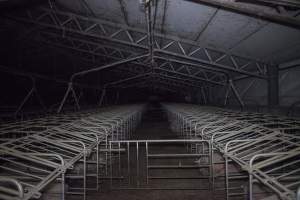 Sows in converted sow stalls with group area at back - Australian pig farming - Captured at Golden Grove Piggery, Young NSW Australia.