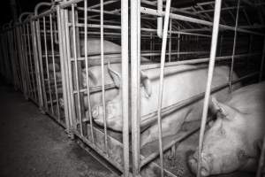 Sows in converted sow stalls with group area at back - Australian pig farming - Captured at Golden Grove Piggery, Young NSW Australia.