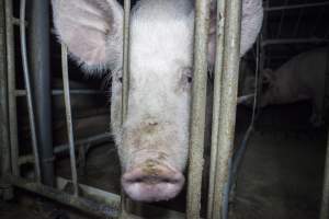 Sows in converted sow stalls with group area at back - Australian pig farming - Captured at Golden Grove Piggery, Young NSW Australia.